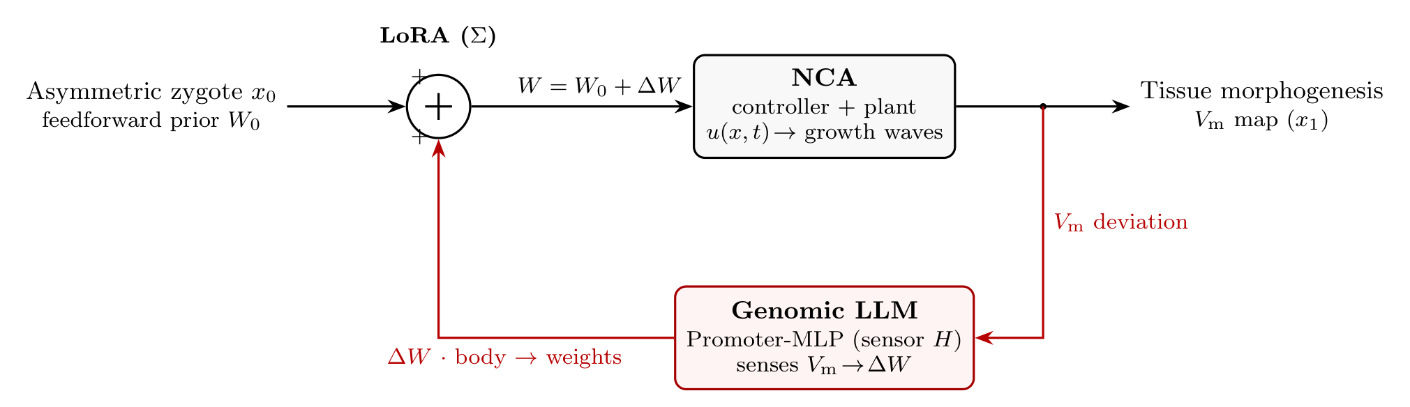 The Cognimed control loop: the asymmetric zygote supplies the feedforward prior W0; LoRA adapters sum to W = W0 + delta-W; the NCA (controller and plant) produces growth waves and tissue morphogenesis as a membrane-potential map; the Genomic LLM senses the Vm deviation and feeds delta-W back to the weights.